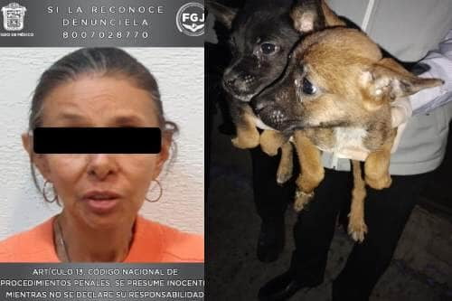 Deshidratados y desnutridos rescatan a 27 perritos en Atizapán de Zaragoza